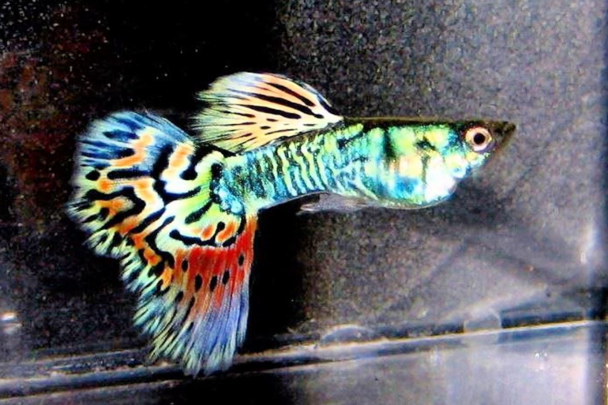 Complete Guide to Care, Breeding, and Tank Size