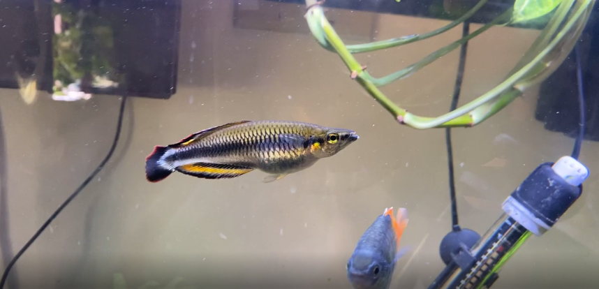 Complete Guide to Care, & Tank Size