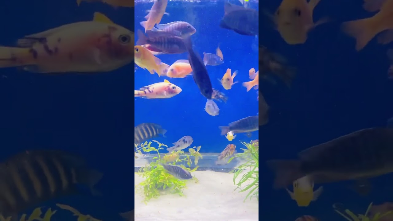 Magical Aquarium #shorts #aquarium #fish