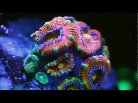 Marine Tank Video Log – Macro Photography