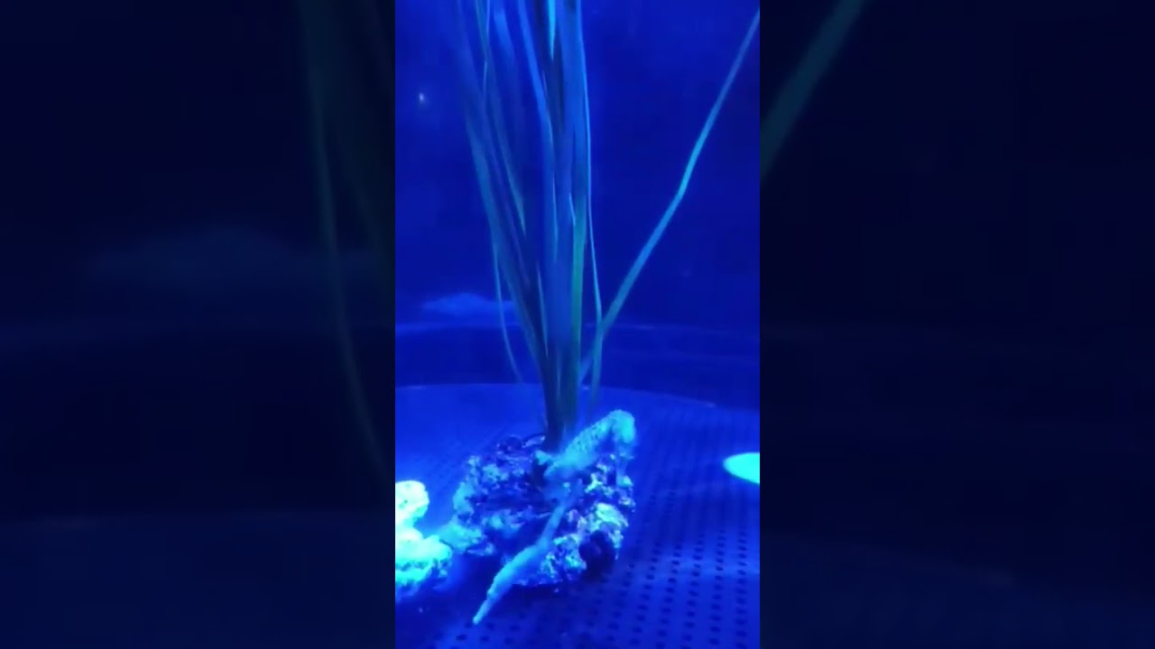 Ocean Park HongKong | Seahorses | Seahorse Aquarium