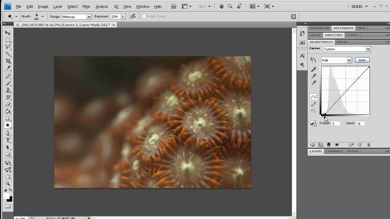 Reef Tank Photography : Photoshop Tips and Tricks (part 1 of 2)