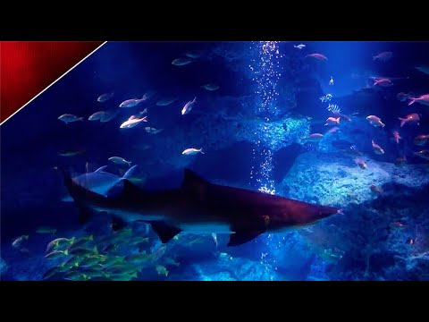 Sea aquarium sleeping ambience, lots of fish, underwater ASMR, stress relief, Underwater ambience