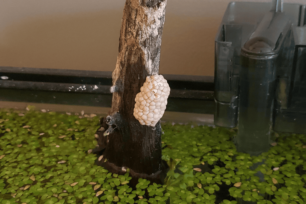 Snail Eggs: Complete Care Guide