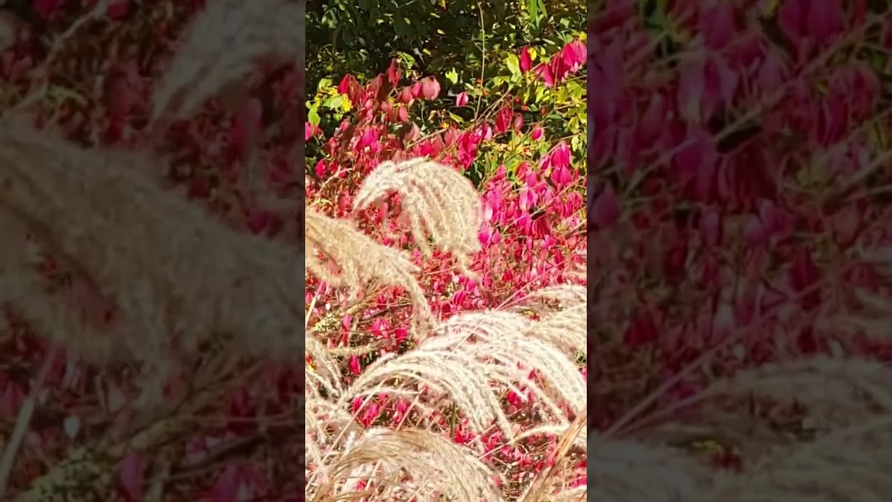 WORLD IS A FAMILY #family #history #art #photography #nature #love #flower #sea