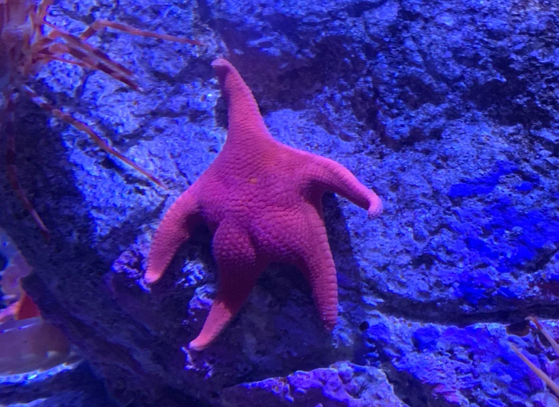 What do Starfish eat? – The Aquarium Guide
