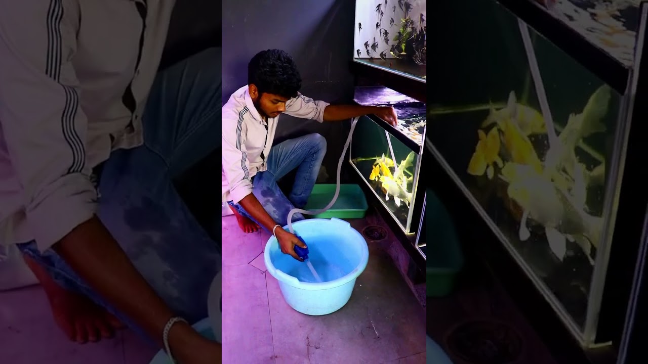 உங்க வீட்ல Hospital Tank இருக்கா? #fishaquarium #fish #aquarium