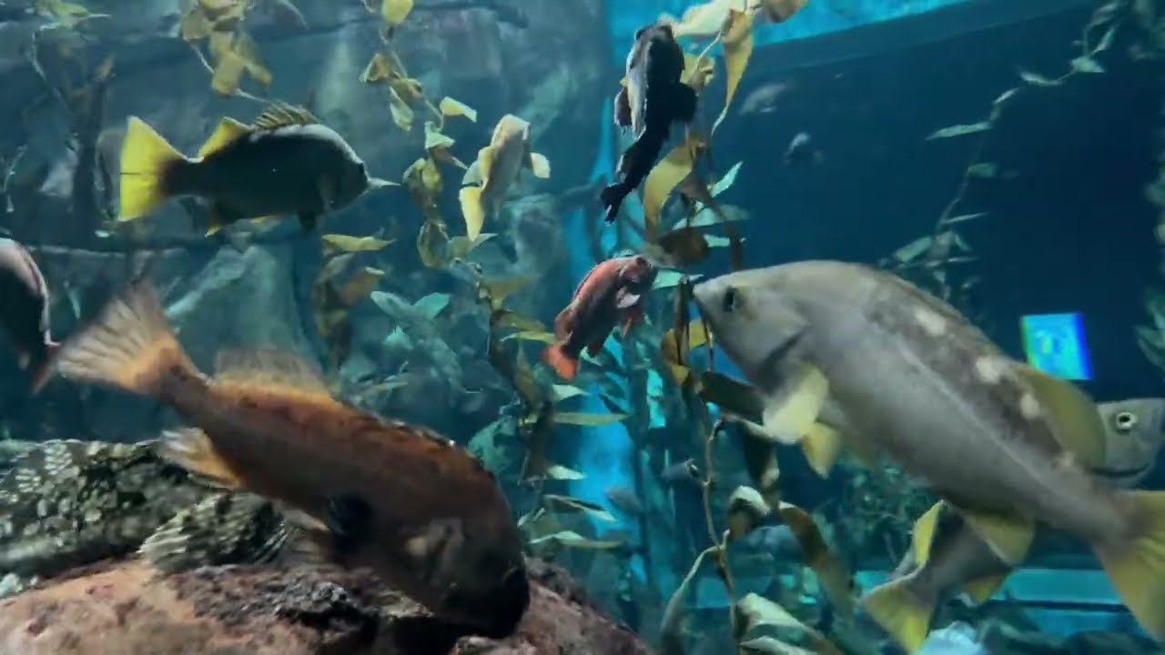 Aquarium- Kids First time visit to Toronto Aquarium #kidsfun #kidsoutdoor