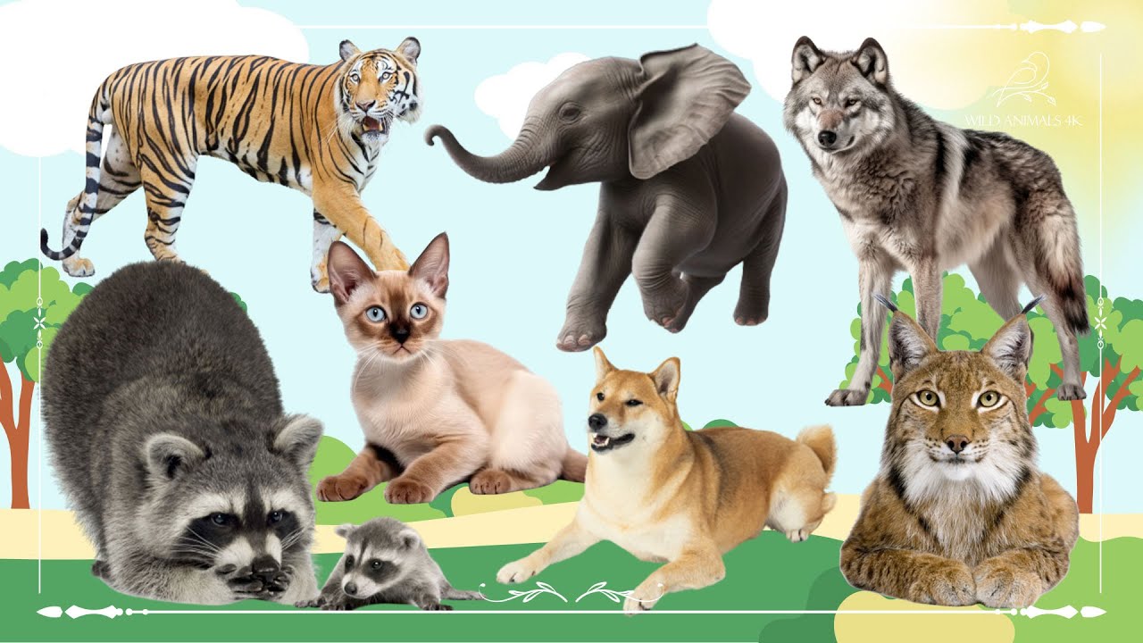 Baby farm animal moments: Tiger, Elephant, Wolf, Raccoon, Cat, Dog & Lynx