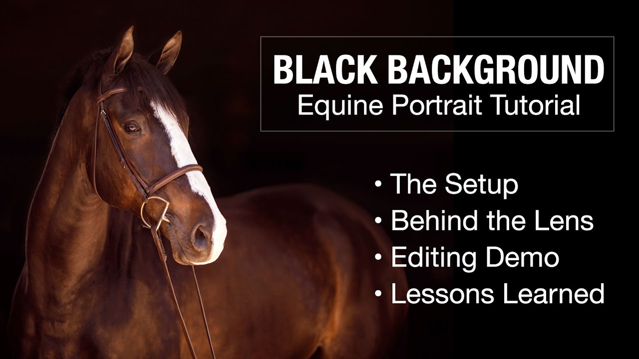 Black Background Equine Portrait Tutorial