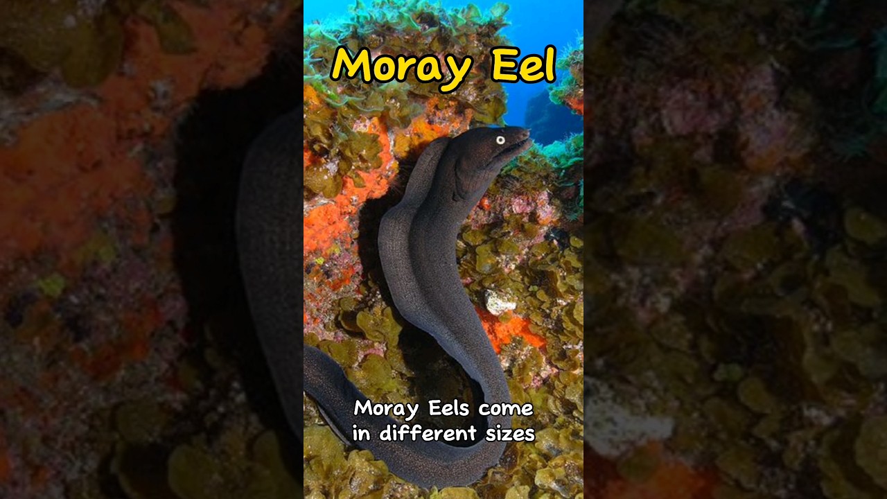 Moray Eel looks like a snake #shorts #fish #aquarium #fact #aquariumlife #aquariumfish #livefish