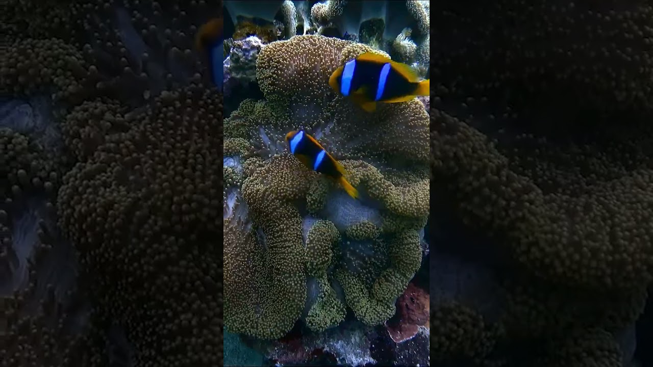 We found Nemo! Check out these Clown Fish on Scuba Sam's World! #ScubaSamsWorld #NatGeoKids