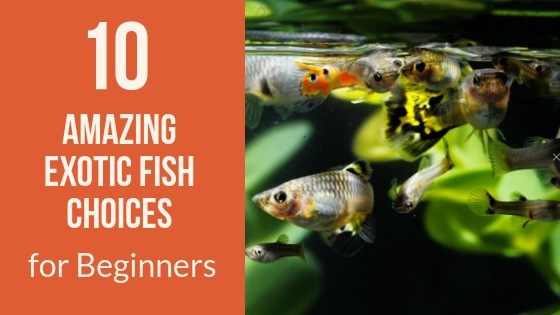 10 Amazing Exotic Fish Choices for Beginners