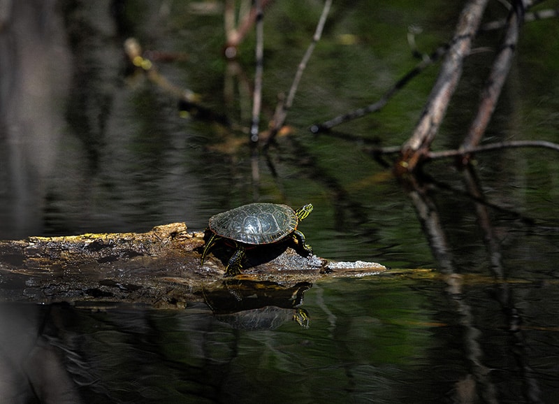 Autumn’s Awakening: Georgia Wildlife Prepare for Seasonal Shifts