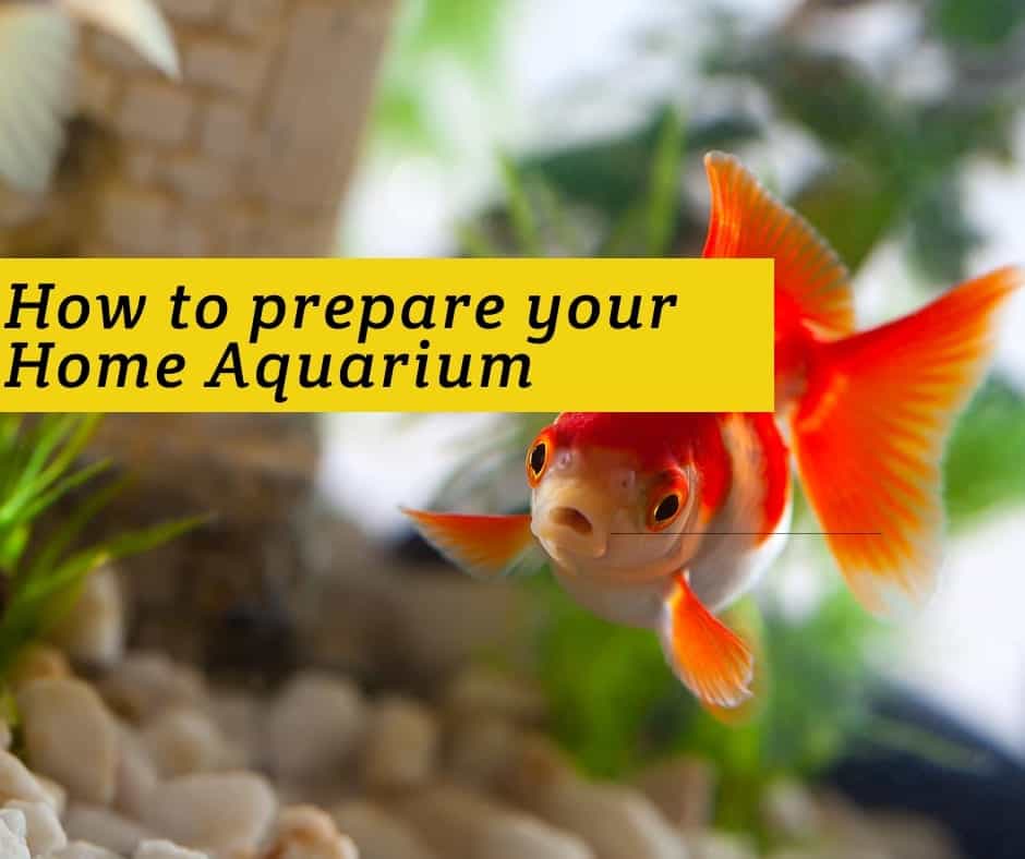 How to Prepare an Aquarium For New Fish