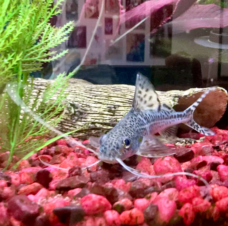Pictus Catfish Care Guide – Tank Size, Lifespan, Diseases