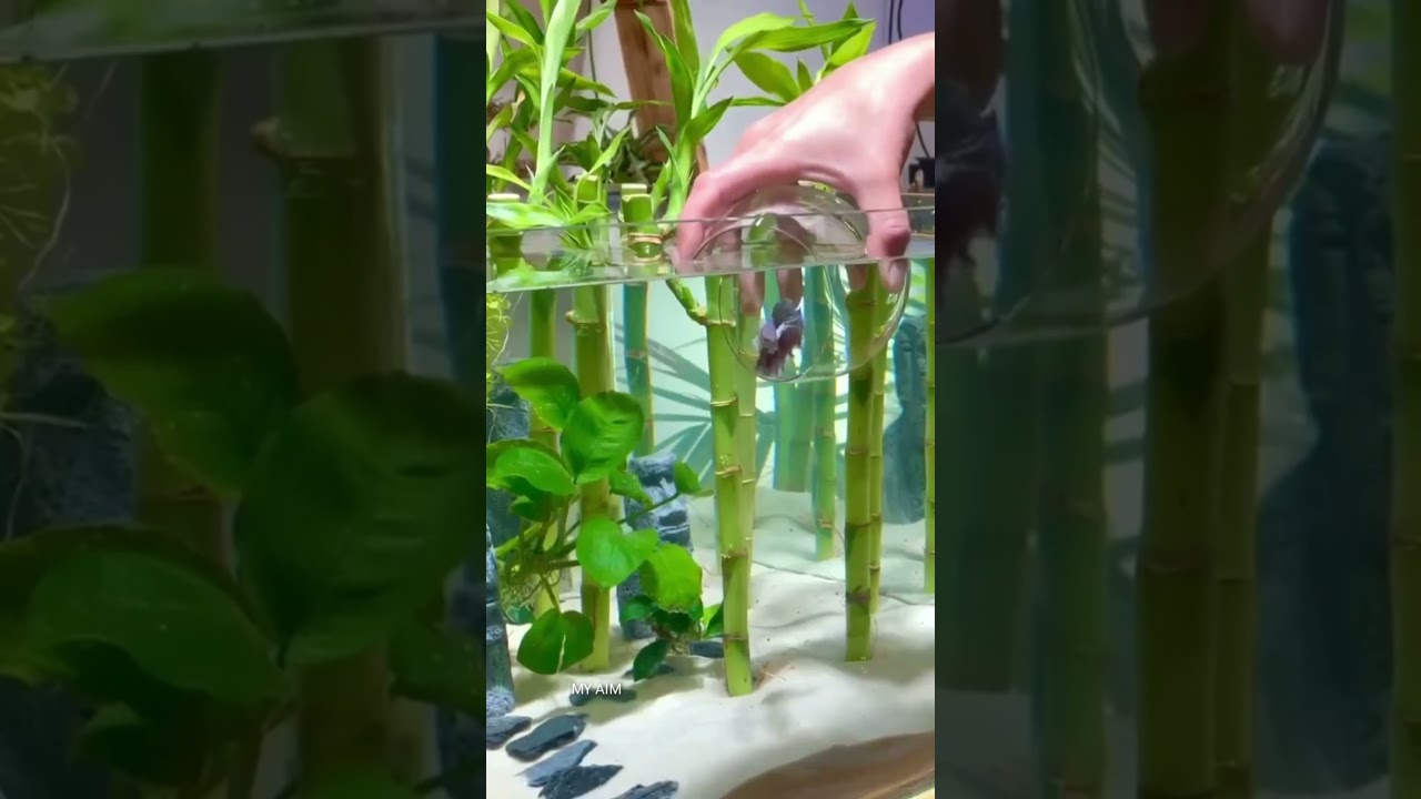 how to build a beautiful waterfall aquarium /for your family garden