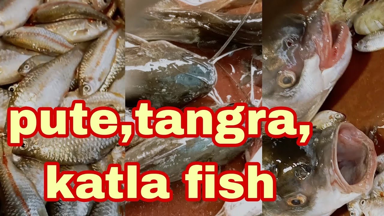 pute,tangra,katla Fish