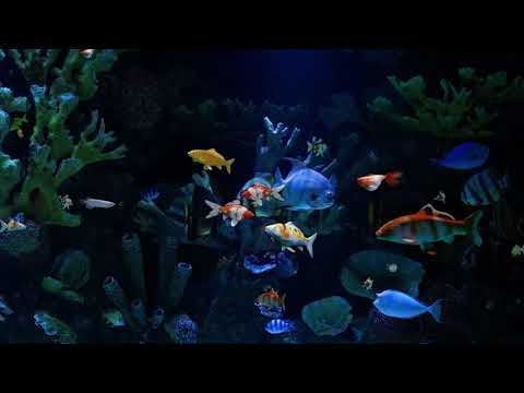 Best aquarium for bedtime and calming baby sleeping music in HD / 1 Hour