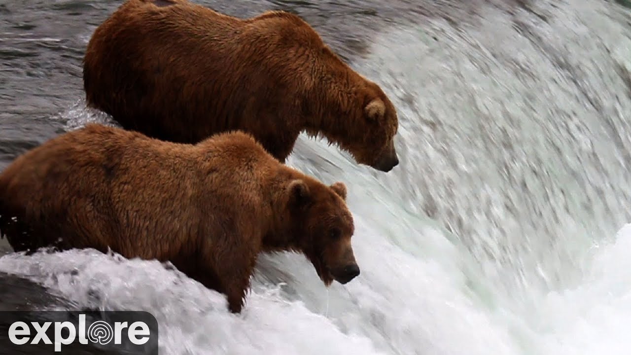 Brooks Falls – Katmai National Park, Alaska 2023 powered by EXPLORE.org