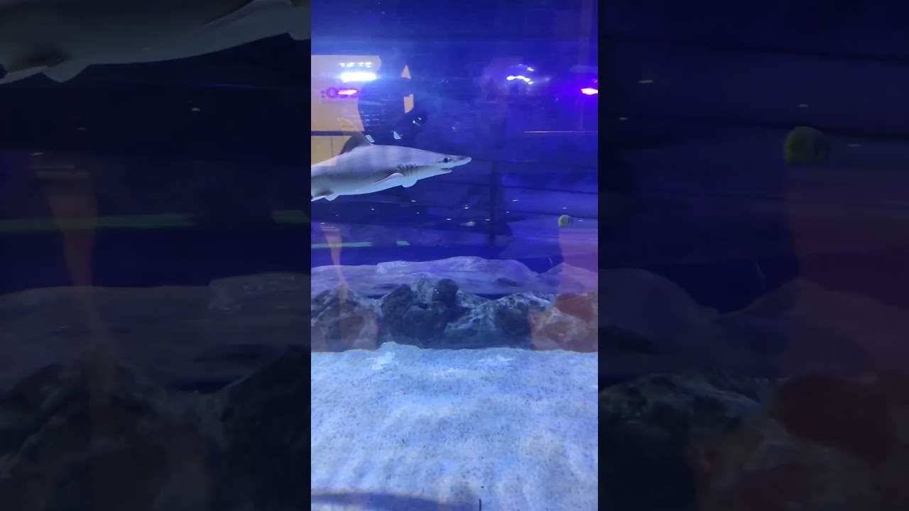 Dubai mall aquarium #fishlovers #dubaimall #fish #shark #seaaquarium #aquarium #underwateraquarium