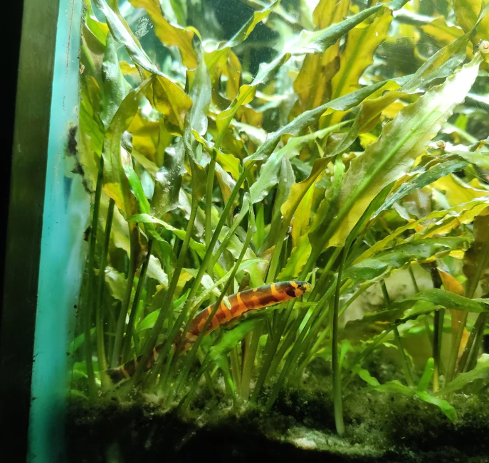 Kuhli Loach Colors – The Best Shade for Your Aquarium