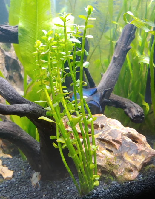 Moneywort Care Guide: Complete Guide to Care
