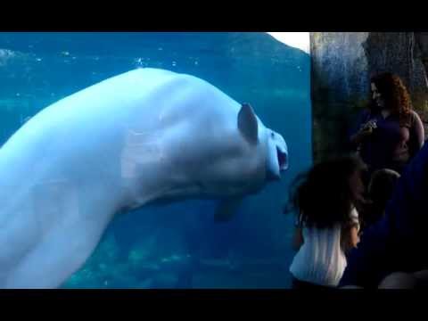 Mystic Aquarium Beluga Whale and laughing kids