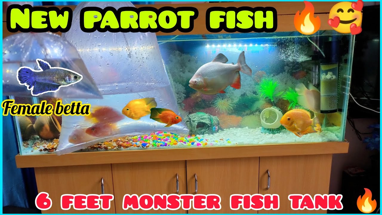New Expensive Fish For Aquarium 🔥😍 || #fish #new #newfish #viral #vlog