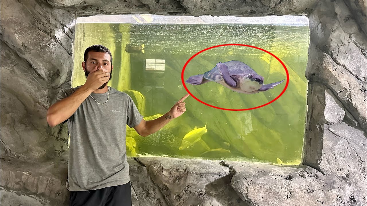 Releasing SEA-TURTLE In ￼6000g FISH TANK! INSANE!