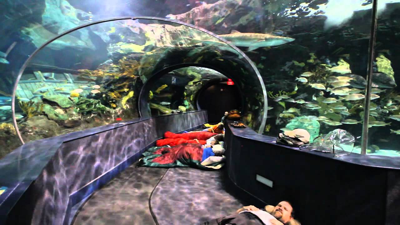Sleeping With the Sharks at Ripley's Aquarium of the Smokies, Gatlinburg, Tennessee
