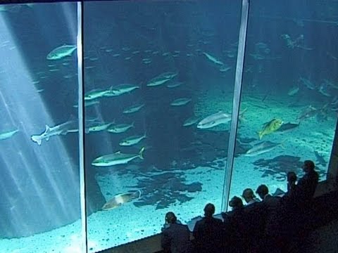 Two Oceans Aquarium, Waterfront, Cape Town – South Africa Travel Channel