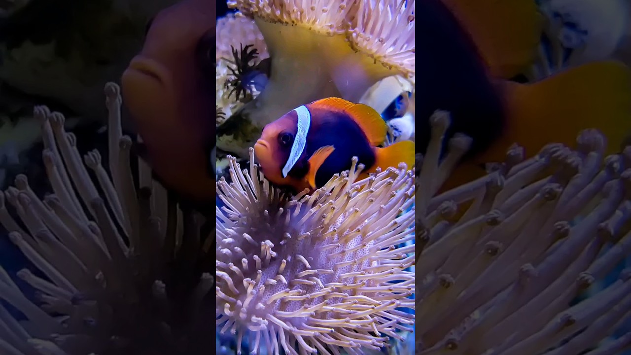Under the sea! #travelvlog #aquarium #sealife