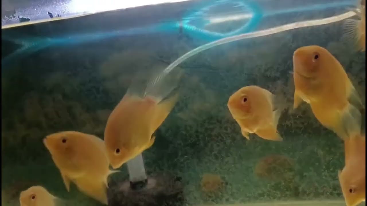 Unveiling the Hidden Beauty of  Fish in Aquariums | Aquarium Fish