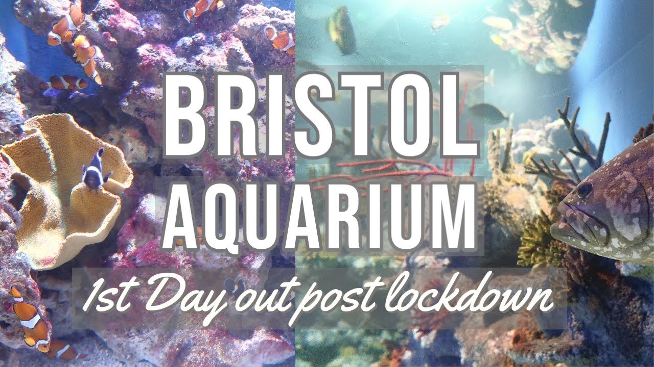 Bristol Aquarium | FAMILY DAY OUT |  #sealife #fish #aquarium #DayInTheLifeVlog