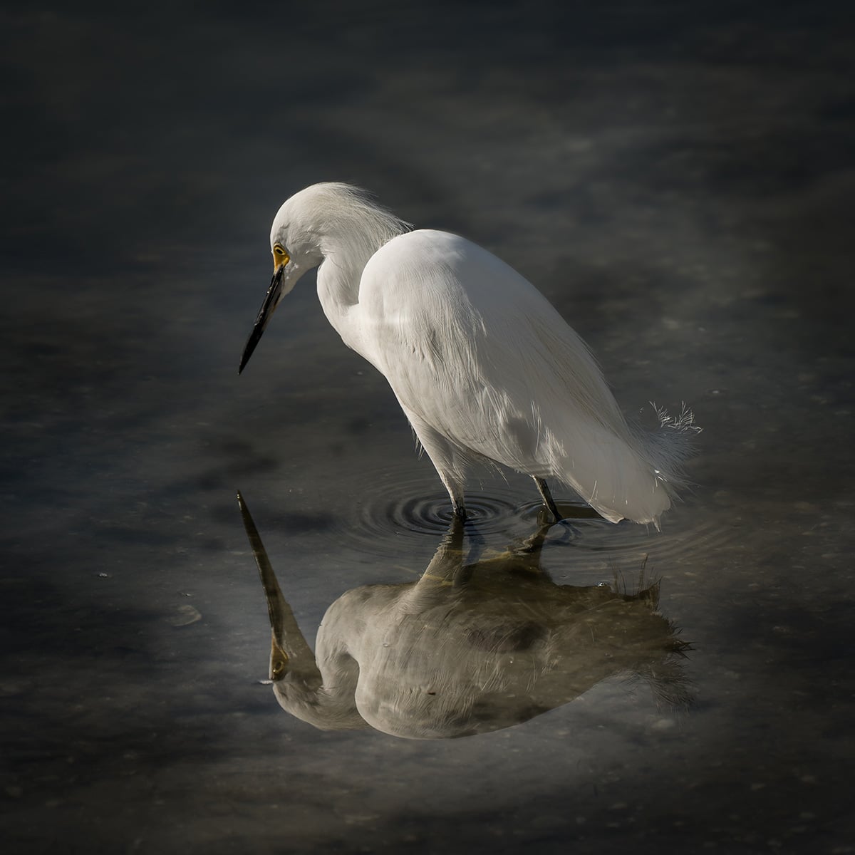 Chilled Melodies: Winter Birdwatching in Georgia