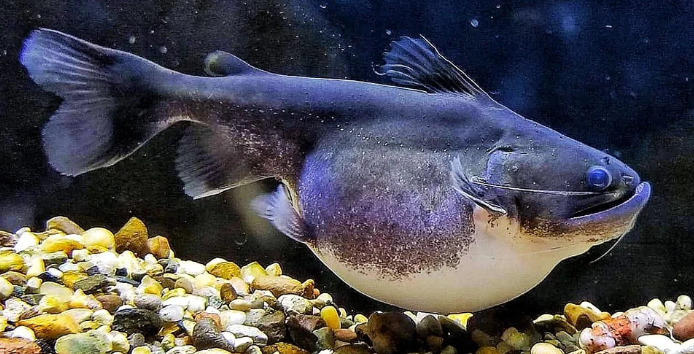 Complete Guide to Gulper Catfish Care