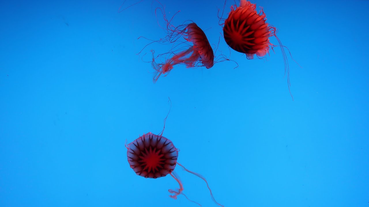 Family Clips – Shanghai Ocean Aquarium