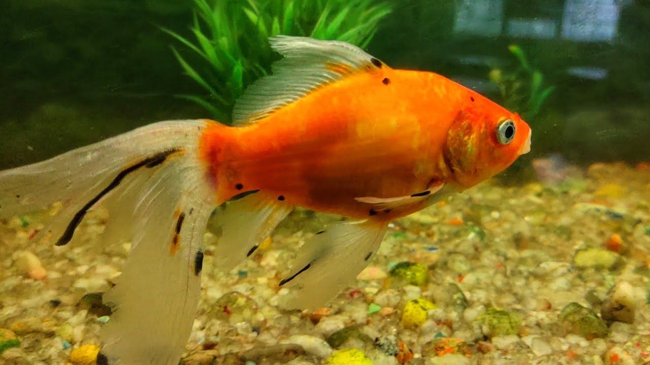 Fish Aquarium | Relaxing | MSR CLICKS AND EDITS #fish #fishtank #fishing #aquarium #photography