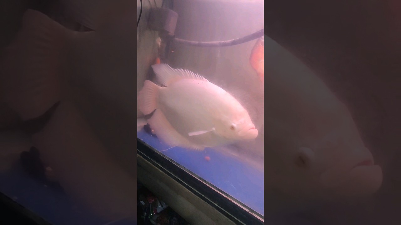 My 2 feet giant gourami 🤗 #fish #fishing #aquarium #koi #biggestaquarium #photography