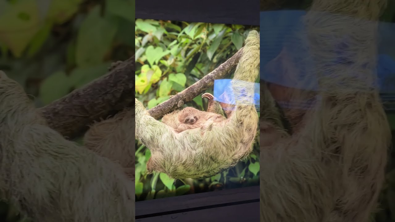 Natures Best Photography at Wonders of Wildlife National Museum & Aquarium, Springfield MO (Part 1)