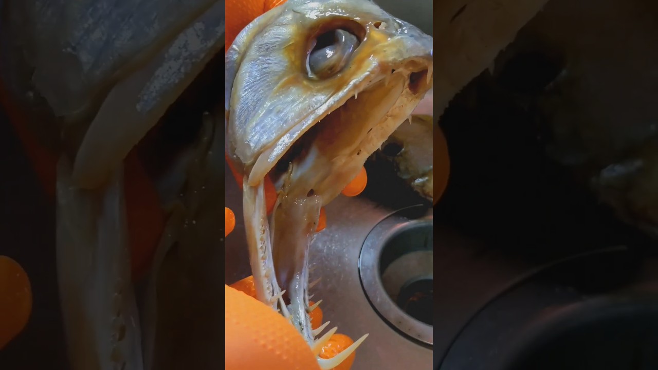 🐟Next FISH Animals_4k_Video_02_Shorts|#fish #fishing #shorts #viral @phannphuyfishing