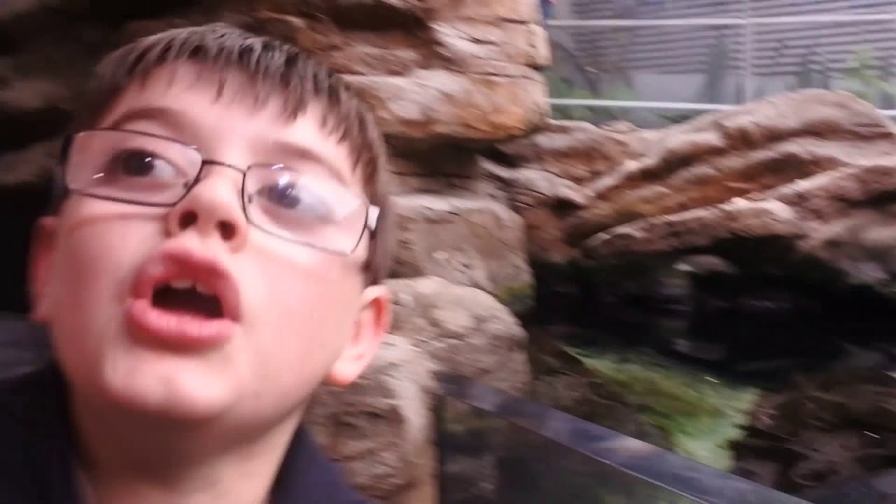 Part One Family Day Out In Bristol At Museum and Aquarium