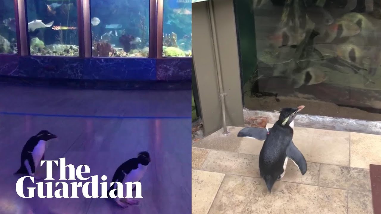 Penguins openly explore aquarium closed due to coronavirus