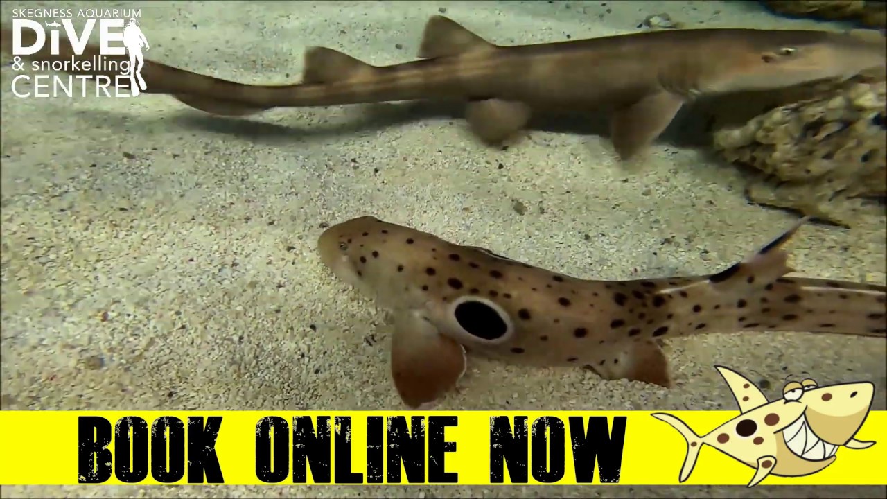Shark Snorkelling Ranger Experience – Skegness Aquarium
