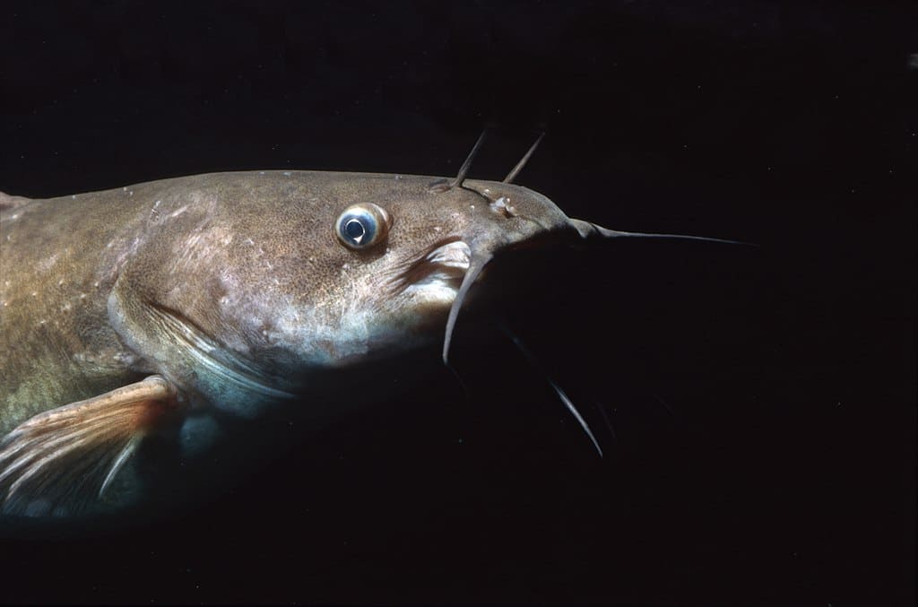 Surviving the Cold: A Deep Dive into Georgia Fish Behavior during Winter