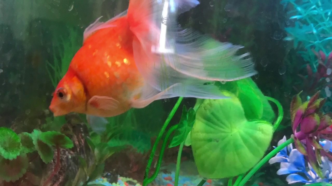 Transformation of 75L aquarium in pictures