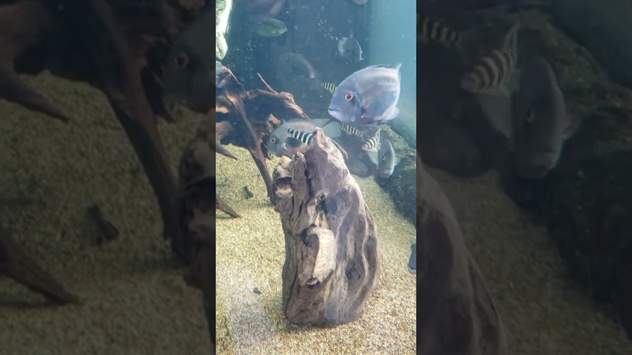 Visual ASMR Big fish Striped Fish! #animals #zoo #aquarium #fish Jan 2022