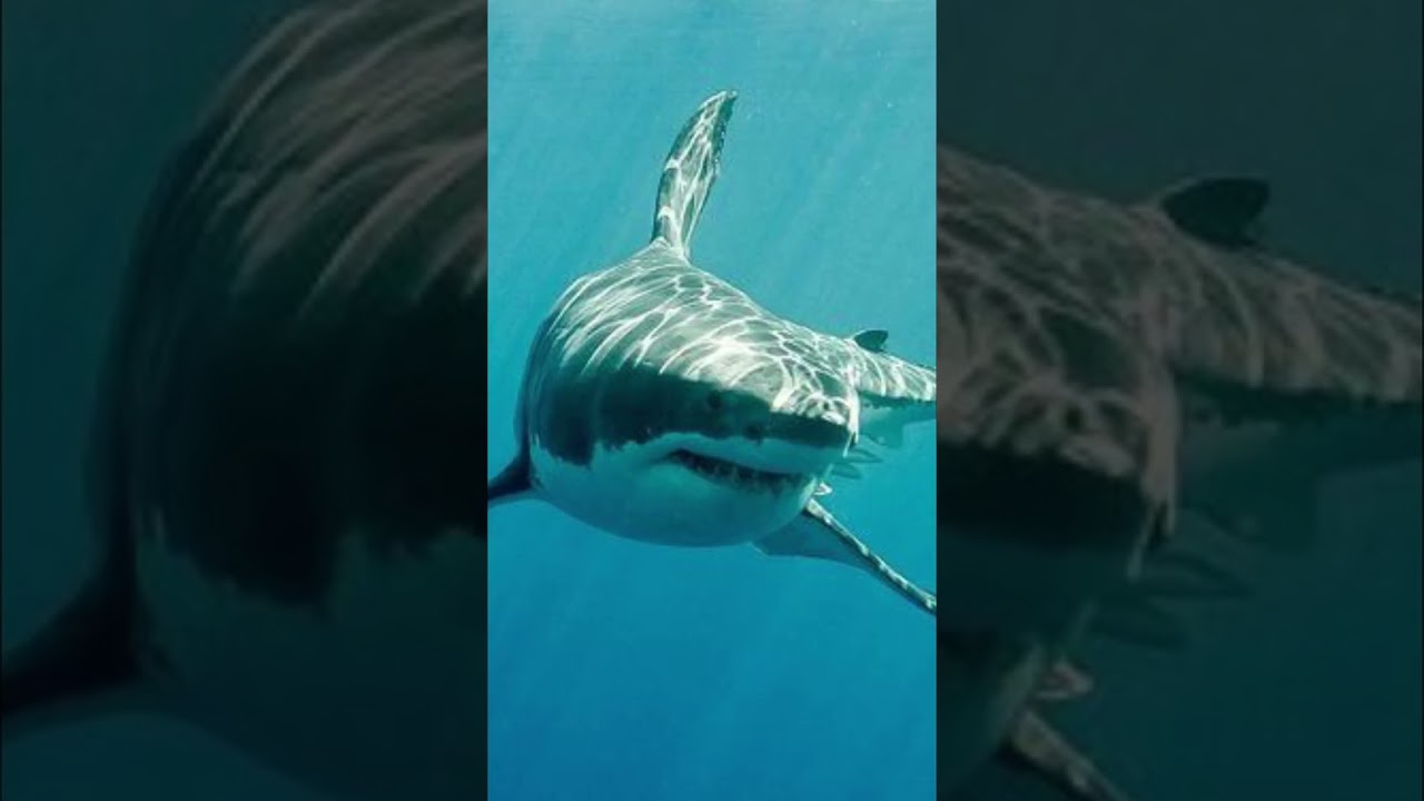 Why No Aquarium Has Great White Shark