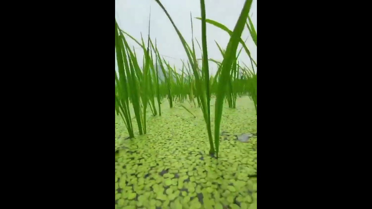 survey of the underwater #photography #fyp #nature #shorts